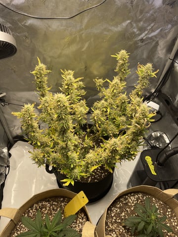 3x3 Grow — flower, day 34