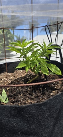 CzechsMex 2.0 — vegetative, day 111