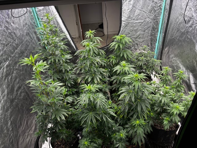 Mixed Freebies — flower, day 78