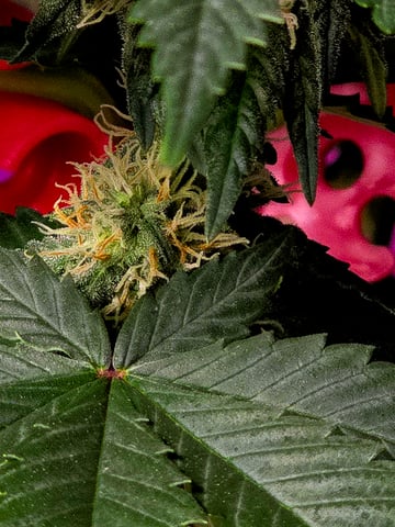 Fast Buds - Purp Lemonade — flower, day 43