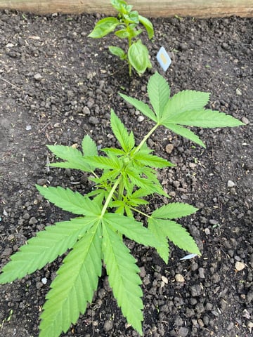 queen of soul X cap junky  — vegetative, day 45