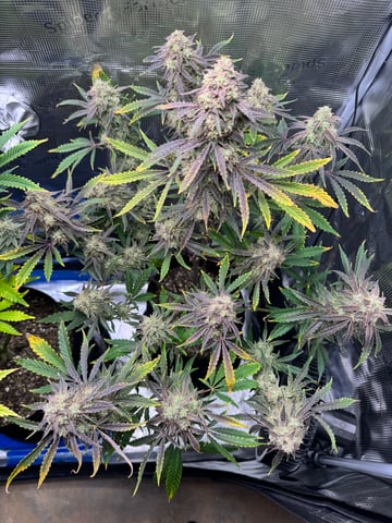 wedding cake auto FIRST GROW! — flower, day 71