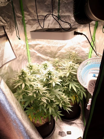 Pineapple Chunk/Runtz — flower, day 105