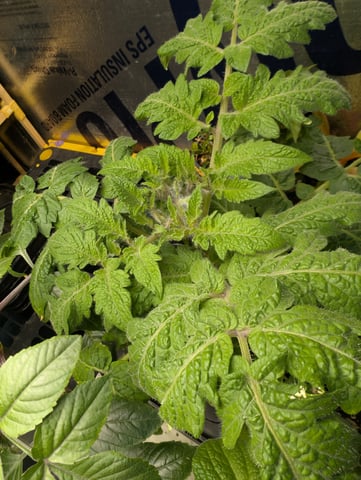 See what grows — vegetative, day 245