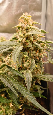 tzar cheese — flower, day 35