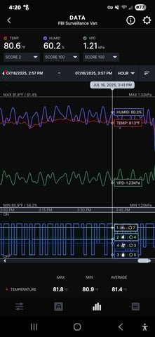 Purple Haze  — flower, day 52