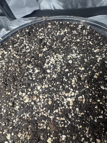 Wilted Broccoli F1 — seedling_rooting, day 1