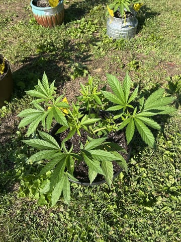 2026 Outdoor — vegetative, day 53
