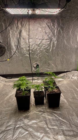 Clones GodFather OG Clones — vegetative, day 26