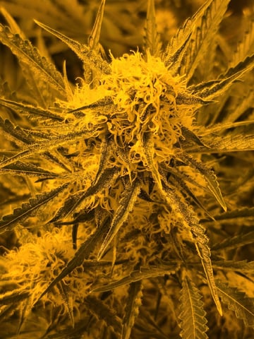 Autos AGAIN — flower, day 57