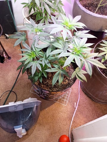Round Deuce  — vegetative, day 51
