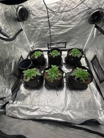 1st Ever Grow (GodFather OG) (Coco) — vegetative, day 25