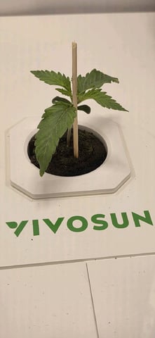 Vivosun Seed tent — vegetative, day 15