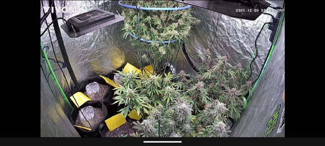 Mixed Grow — flower, day 110