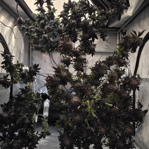 ethos genetics  — harvest, day 121