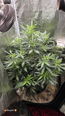 Slightly Stoopid Fruits  — flower, day 8