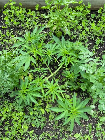 queen of soul X cap junky  — vegetative, day 66