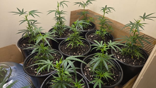 Blue Dream Clones — vegetative, day 8