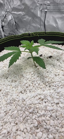 Beginner - My first grow has been an incredible experience so far! — vegetative, day 20