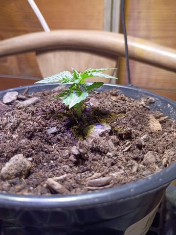First Grow — seedling_rooting, day 4