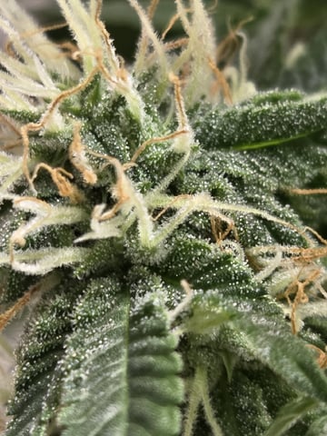 Crones😵‍💫 — flower, day 3