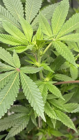 1st Ever Grow (GodFather OG) (Coco) — flower, day 99