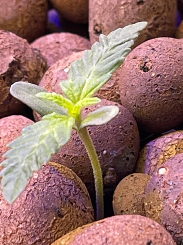 1st Ever Grow (Fat Bastard)(RDWC)  — seedling_rooting, day 10