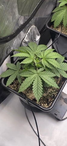 Maple Nectar  — vegetative, day 26