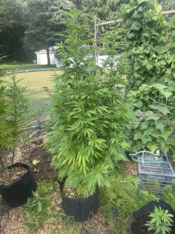 Outdoor 26
