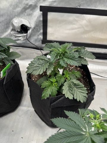 PBB and SN — vegetative, day 41