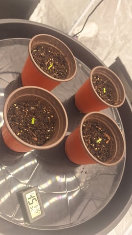 Bloodhounds Fang — seedling_rooting, day 1