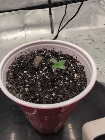 Girl Scout Cookies — seedling_rooting, day 3