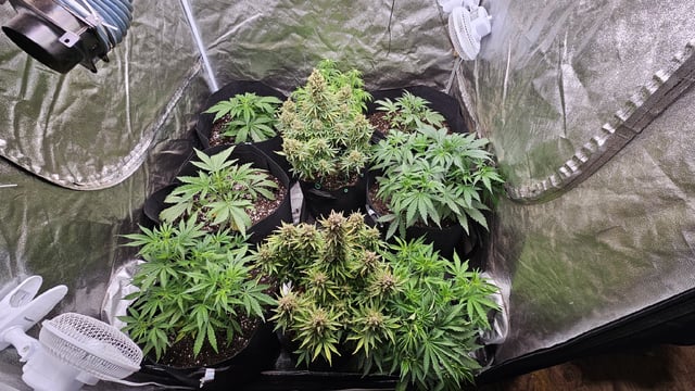 critical orange punch / strawberry soda