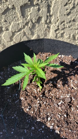 purple Kush, and Extra Large Kush — vegetative, day 12