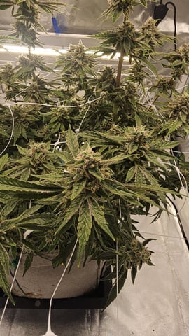 Jelousy Fast(Photo) & Ultra Voilet (Auto) — flower, day 65