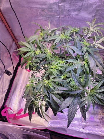 2 Week Old Babies — vegetative, day 14