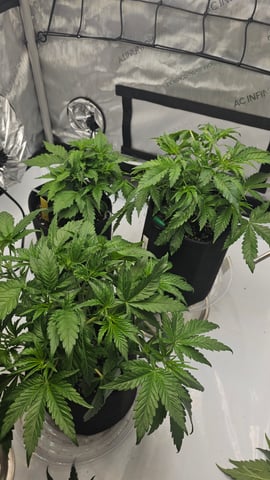 ethos genetics  — vegetative, day 28