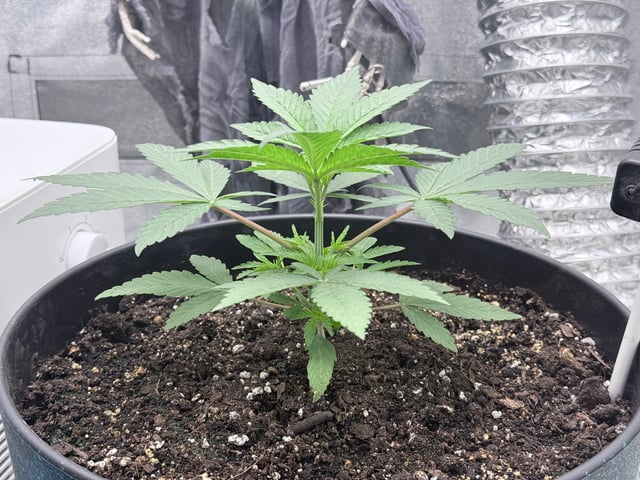 Blue Dream Grow — vegetative, day 5