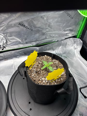 Fall 2025 Grow — seedling_rooting, day 13