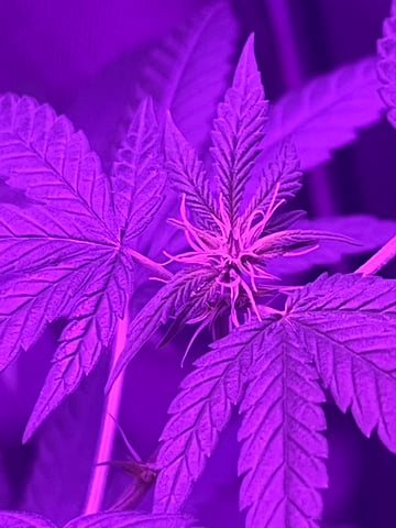 First attempt grow 😶‍🌫️ — flower, day 87