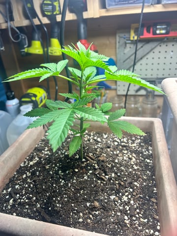 White Widow Twins — vegetative, day 30