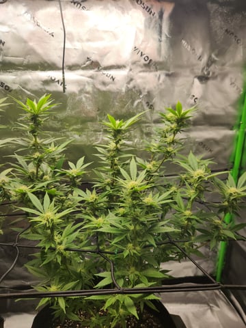 Fat Matt's 1st grow — flower, day 8