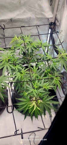Tester Strain #1  — vegetative, day 69