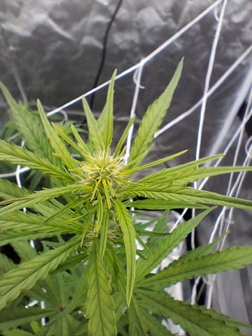 Free Seeds — flower, day 120