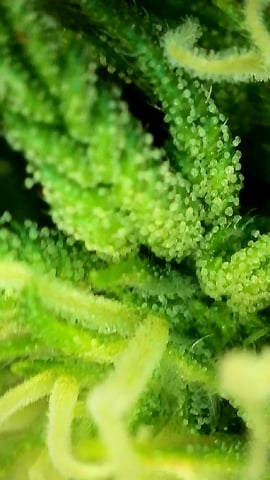 FastBuds Photo-Lemon Mandarin  — flower, day 101