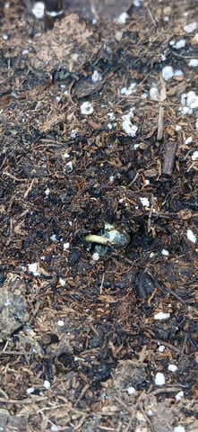 Diesel Auto Round 2 — germination, day 5