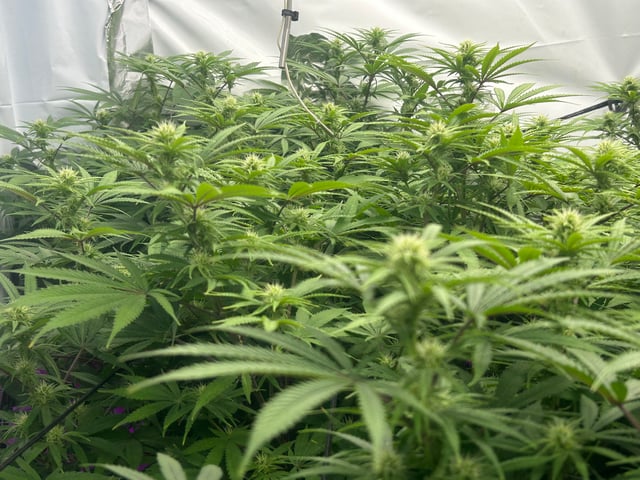 zunami s1 grounded genetics  — flower, day 56