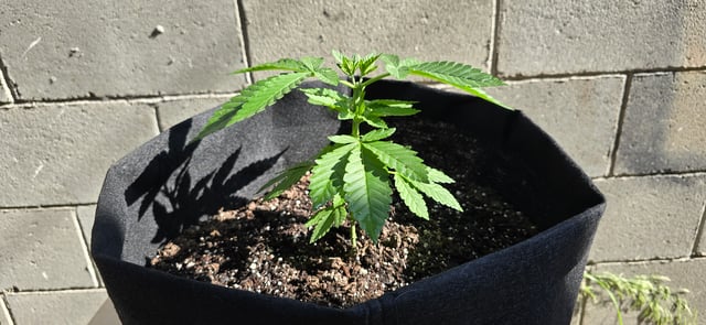 Mystery Weed Plant — vegetative, day 52