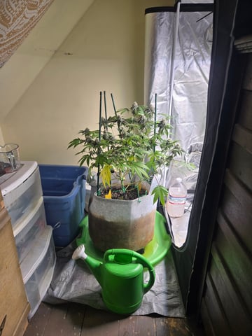 Looking for advice! — flower, day 84