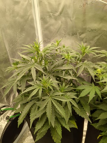 first grow — flower, day 27